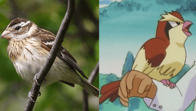 Comparación entre una hembra de picogrueso de pecho rosado y un Pidgey.